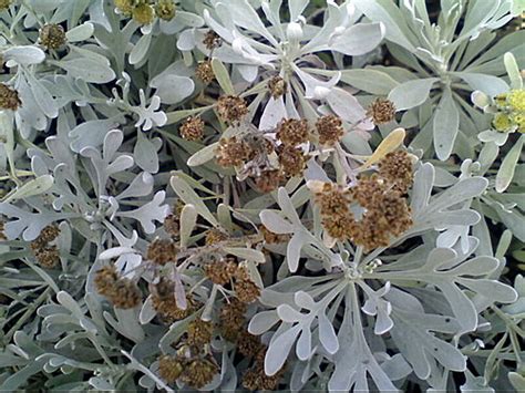 芙蓉難種|台灣原生種～菊科～蘄艾(芙蓉)種子盆栽